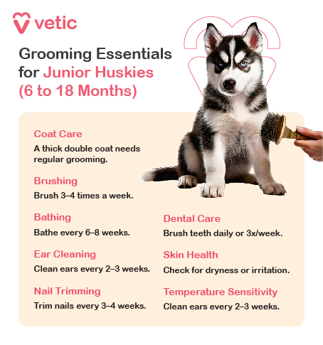 The image is an informational poster from Vetic about grooming essentials for junior Huskies aged 6 to 18 months. It features an image of a Husky puppy being brushed. The poster provides detailed guidelines on grooming needs specific to this stage of their life. Text on the Image: Vetic Grooming Essentials for Junior Huskies (6-18 months) Coat Care: Thick Double Coat: Requires regular grooming. Brushing: Brush 3-4 times a week to manage shedding. Bathing: Bathe every 6-8 weeks to keep the coat clean and healthy. Ear Cleaning: Clean ears every 2-3 weeks to prevent infections. Nail Trimming: Trim nails every 3-4 weeks to avoid overgrowth and related issues. Dental Care: Brush teeth daily or 3 times a week to maintain oral health. Skin Health: Regularly check for dryness or irritation and address any issues promptly. Temperature Sensitivity: Be mindful of extreme temperatures as Huskies can be sensitive to heat. This poster serves as a comprehensive guide to maintaining the grooming needs of junior Huskies, ensuring they remain healthy and well-groomed as they grow.