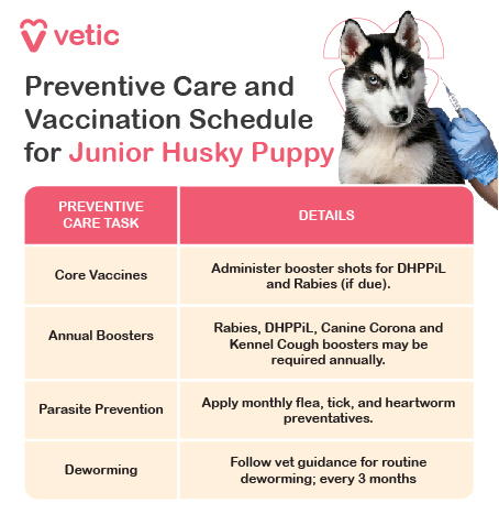 The image is a vibrant and informative poster titled "Vaccines, Deworming, and Preventive Care for Junior Huskies", brought to you by Vetic. At the top, an adorable Husky puppy gazes out with bright eyes full of curiosity and energy, embodying the spirited nature of this remarkable breed in its early months. The poster is thoughtfully organized into sections, each highlighting crucial steps to ensure the healthy development of junior Husky puppies: Vaccination Schedule 6-8 Weeks DHPPiL Vaccine Protects against: Distemper Hepatitis Parvovirus Parainfluenza Leptospirosis This initial vaccine builds the foundational immunity against common and potentially serious canine diseases. 9-11 Weeks Second Dose of DHPPiL Reinforces immunity against the same diseases. Boosters are essential to strengthen and prolong the effectiveness of the initial vaccine. 12-14 Weeks Third Dose of DHPPiL Further solidifies defense mechanisms. Anti-Rabies Vaccine Essential protection against rabies. Rabies vaccination is not only vital for your pup's health but often a legal requirement. 15-17 Weeks Kennel Cough Vaccine Protects against Bordetella bronchiseptica. Ideal for social puppies, this vaccine helps prevent respiratory infections common in communal settings. Deworming Schedule Starting at 2 Weeks of Age Deworm every 2 weeks until 12 weeks old. After 12 Weeks Deworm every 3 months. Regular deworming eliminates intestinal parasites that can hinder growth and cause health issues. Parasite Prevention Fleas & Ticks Begin preventatives at 8 weeks old. Use veterinarian-recommended treatments—topical solutions or chewable tablets. Protects against skin irritations, allergies, and diseases transmitted by these parasites. Heartworm Prevention Start monthly preventative treatments from 12 weeks of age. Regular testing as advised by your vet. Heartworms are life-threatening; early prevention is far easier than treatment.