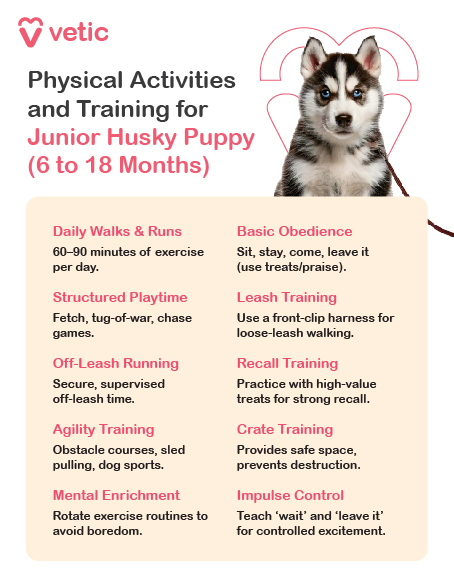 The image is an informational poster titled "Physical Activities for Junior Husky Puppies" created by Vetic. It features an adorable Husky puppy, brimming with youthful energy and curiosity, playing in a vibrant setting that captures the essence of their spirited nature. The poster is thoughtfully organized into sections, each highlighting essential activities and guidelines to ensure the healthy development of junior Husky puppies: Short Walks: Duration: Start with 15-20 minutes per walk. Frequency: 2-3 times a day. Purpose: Introduce your puppy to the outside world, aiding in socialization and environmental acclimation. Note: Keep the pace gentle to protect their growing joints and avoid over-exertion. Play Sessions: Activities: Engage in games like fetch and tug-of-war. Benefits: Enhances bonding between you and your puppy while providing an outlet for their playful instincts. Tip: Use soft, safe toys to prevent any injuries during exuberant play. Basic Obedience Training: Commands: Focus on foundational commands such as sit, stay, and come. Method: Utilize positive reinforcement techniques—praise, treats, and affection to encourage good behavior. Goal: Establishes discipline early on and stimulates their keen minds. Agility Exercises: Simple Obstacles: Introduce tunnels and small hurdles suitable for puppies. Development: Improves coordination, builds confidence, and satisfies their natural agility. Caution: Ensure obstacles are appropriate for their size to prevent strain or injury. Socialization with Other Puppies: Playdates: Arrange supervised interactions with other vaccinated puppies. Outcome: Builds social skills, reduces fearfulness, and teaches them appropriate play behavior. Reminder: Keep sessions positive and monitor for overstimulation. OCR Text from the Image: Vetic Physical Activities for Junior Husky Puppies Short Walks Start with 15-20 minutes. 2-3 times a day. Introduce to the outside world. Play Sessions Fetch and tug-of-war. Enhances bonding. Basic Obedience Training Sit, stay, come commands. Use positive reinforcement. Agility Exercises Simple obstacles like tunnels. Improves coordination. Socialization with Other Puppies Playdates to build social skills.