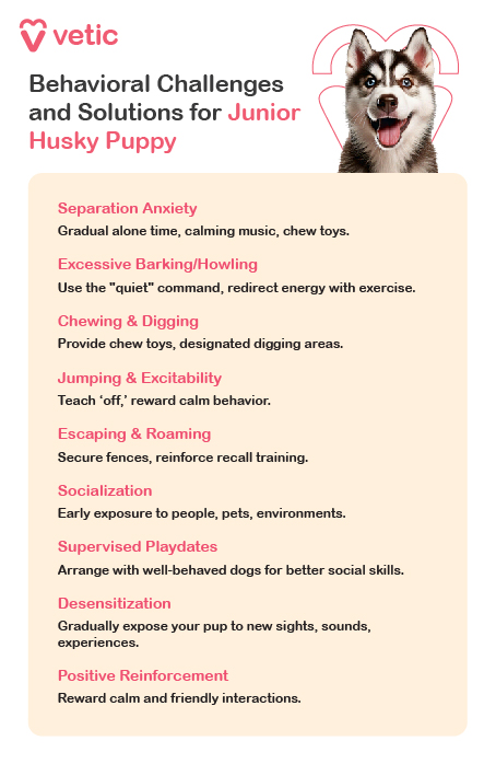 The image is an informational poster from "Vetic" about behavioral challenges and solutions for junior Husky puppies. The poster includes a picture of a Husky puppy at the top right corner and lists various common behavioral issues along with their corresponding solutions. Transcription of the text in the image: Behavioral Challenges and Solutions for Junior Husky Puppy Separation Anxiety: Gradual alone time, calming music, chew toys. Excessive Barking/Howling: Use the "quiet" command, redirect energy with exercise. Chewing & Digging: Provide chew toys, designated digging areas. Jumping & Excitability: Teach 'off,' reward calm behavior. Escaping & Roaming: Secure fences, reinforce recall training. Socialization: Early exposure to people, pets, environments. Supervised Playdates: Arrange with well-behaved dogs for better social skills. Desensitization: Gradually expose your pup to new sights, sounds, experiences. Positive Reinforcement: Reward calm and friendly interactions.