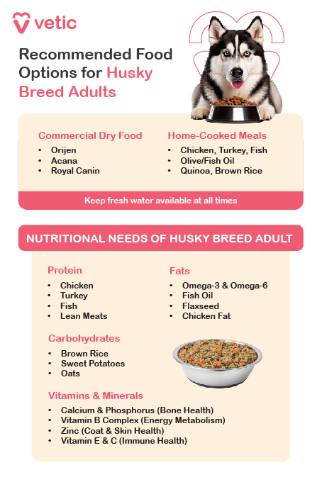 The image is an informational poster from "Vetic" about recommended food options for Husky breed adults. It provides two main categories of food: Commercial Dry Food and Home-Cooked Meals. Commercial Dry Food options include: Orijen Acana Royal Canin Home-Cooked Meals options include: Chicken, Turkey, Fish Olive/Fish Oil Quinoa, Brown Rice The poster also emphasizes the importance of keeping fresh water available at all times. Additionally, the poster details the nutritional needs of Husky breed adults, divided into four categories: Protein: Chicken Turkey Fish Lean Meats Carbohydrates: Brown Rice Sweet Potatoes Oats Fats: Omega-3 & Omega-6 Fish Oil Flaxseed Chicken Fat Vitamins & Minerals: Calcium & Phosphorus (Bone Health) Vitamin B Complex (Energy Metabolism) Zinc (Coat & Skin Health) Vitamin E & C (Immune Health)