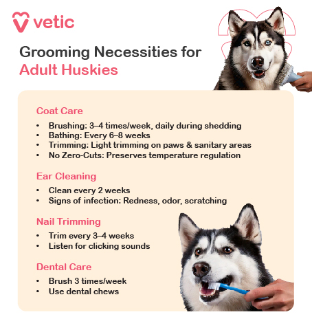 The image is an informational poster from "Vetic" about grooming necessities for adult Huskies. The poster includes detailed guidelines for coat care, ear cleaning, nail trimming, and dental care. The top of the poster features the title and a picture of a Husky. Text in the image: Vetic Grooming Necessities for Adult Huskies Coat Care: Brushing: 3-4 times/week, daily during shedding Bathing: Every 6-8 weeks Trimming: Light trimming on paws & sanitary areas No Zero-Cuts: Preserves temperature regulation Ear Cleaning: Clean every 2 weeks Signs of infection: Redness, odor, scratching Nail Trimming: Trim every 3-4 weeks Listen for clicking sounds Dental Care: Brush 3 times/week Use dental chews