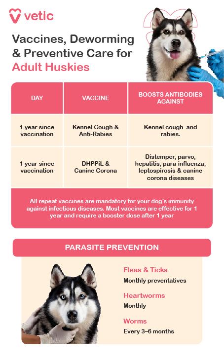 The image is an informational poster from "Vetic" about vaccines, deworming, and preventive care for adult Huskies. The poster includes a table detailing the vaccination schedule and the diseases the vaccines protect against, as well as guidelines for parasite prevention. 1 year since vaccination Kennel Cough & Anti-Rabies Kennel cough and rabies. 1 year since vaccination DHPPiL & Canine Corona Distemper, parvo, hepatitis, para-influenza, leptospirosis & canine corona diseases Below the table, there is a note: "All repeat vaccines are mandatory for your dog’s immunity against infectious diseases. Most vaccines are effective for 1 year and require a booster dose after 1 year." The section on parasite prevention includes: Fleas & Ticks: Monthly preventatives Heartworms: Monthly Worms: Every 3-6 months