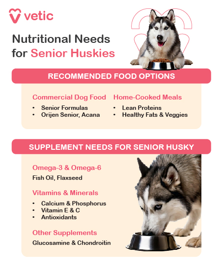 an informational poster from "Vetic" about the nutritional needs for senior Huskies. It includes two main sections: "Recommended Food Options" and "Supplement Needs for Senior Huskies." Recommended Food Options: Commercial Dog Food: Senior Formulas Orijen Senior, Acana Home-Cooked Meals: Lean Proteins Healthy Fats & Veggies Supplement Needs for Senior Huskies: Omega-3 & Omega-6: Fish Oil, Flaxseed Vitamins & Minerals: Calcium & Phosphorus Vitamin E & C Antioxidants Other Supplements: Glucosamine & Chondroitin