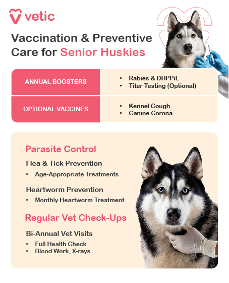 The image is an informational poster from "Vetic" about vaccination and preventive care for senior Huskies. The poster includes the following sections: Annual Boosters: Rabies & DHPPiL Titer Testing (Optional) Optional Vaccines: Kennel Cough Canine Corona Parasite Control: Flea & Tick Prevention Age-Appropriate Treatments Heartworm Prevention Monthly Heartworm Treatment Regular Vet Check-Ups: Bi-Annual Vet Visits Full Health Check Blood Work, X-rays The image is relevant as it provides essential information for the health and well-being of senior Huskies, outlining necessary vaccinations, parasite control measures, and regular veterinary check-ups.