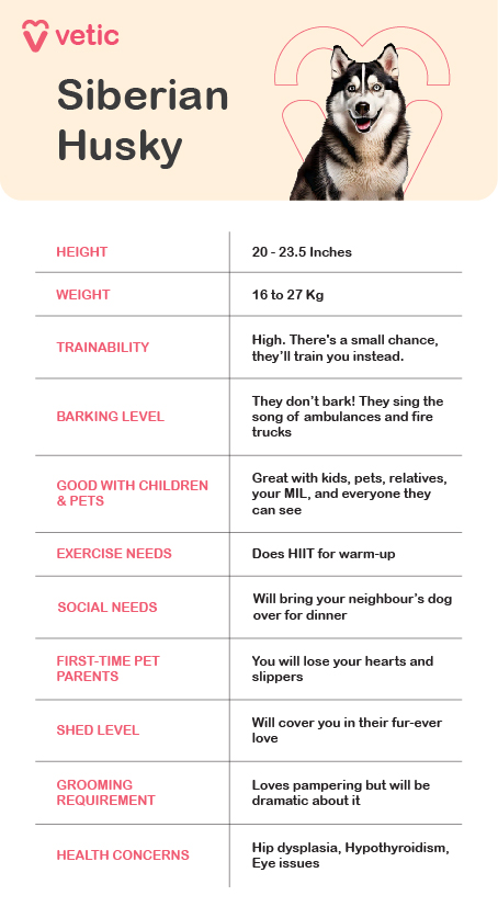 The image is an infographic about the Siberian Husky breed, created by "Vetic." It features a picture of a Siberian Husky at the top and lists various characteristics and traits of the breed. The infographic is organized into several categories with corresponding descriptions: Height: 20 - 23.5 Inches Weight: 16 to 27 Kg Trainability: High. There's a small chance, they'll train you instead. Barking Level: They don't bark! They sing the song of ambulances and fire trucks. Good with Children & Pets: Great with kids, pets, relatives, your MIL, and everyone they can see. Exercise Needs: Does HIIT for warm-up. Social Needs: Will bring your neighbor's dog over for dinner. First-Time Pet Parents: You will lose your hearts and slippers. Shed Level: Will cover you in their fur-ever love. Grooming Requirement: Loves pampering but will be dramatic about it. Health Concerns: Hip dysplasia, Hypothyroidism, Eye issues.