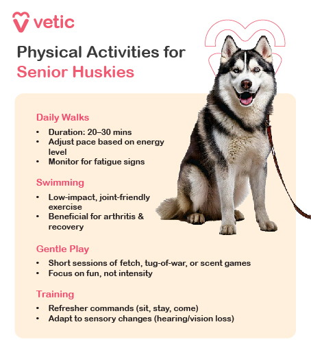 The image is an informational poster from "Vetic" about physical activities for senior Huskies. The poster features a picture of a Husky dog on the right side and a list of recommended activities on the left side. The activities are categorized into four sections: Daily Walks, Swimming, Gentle Play, and Training. Each section provides specific guidelines and benefits for the activities. Transcription of the text in the image: vetic Physical Activities for Senior Huskies Daily Walks Duration: 20-30 mins Adjust pace based on energy level Monitor for fatigue signs Swimming Low-impact, joint-friendly exercise Beneficial for arthritis & recovery Gentle Play Short sessions of fetch, tug-of-war, or scent games Focus on fun, not intensity Training Refresher commands (sit, stay, come) Adapt to sensory changes (hearing/vision loss)