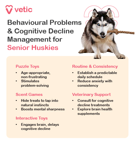 informational poster from "Vetic" about managing behavioral problems and cognitive decline in senior Huskies. The poster features a picture of a Husky dog holding a rope in its mouth. The text provides various strategies for managing these issues, divided into five categories: Puzzle Toys, Scent Games, Interactive Toys, Routine & Consistency, and Veterinary Support. Each category includes specific suggestions: Puzzle Toys: Age-appropriate, non-frustrating Stimulates problem-solving Scent Games: Hide treats to tap into natural instincts Boosts mental sharpness Interactive Toys: Engages brain, delays cognitive decline Routine & Consistency: Establish a predictable daily schedule Reduce anxiety with consistency Veterinary Support: Consult for cognitive decline treatments Explore brain health supplements