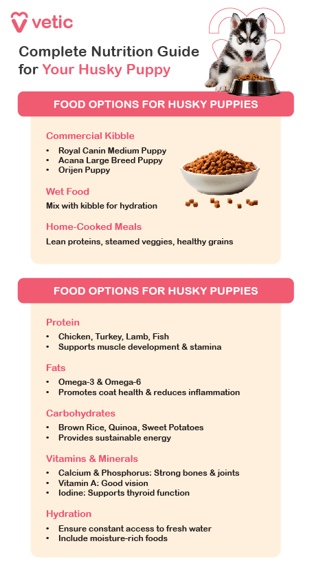 The image is a nutrition guide for Husky puppies provided by "Vetic." It includes food options and nutritional components necessary for the healthy growth of Husky puppies. The guide is divided into two main sections: Food Options for Husky Puppies Nutritional Components Food Options for Husky Puppies: Commercial Kibble: Brands like Royal Canin Medium Puppy, Acana Large Breed Puppy, and Orijen Puppy. Wet Food: Suggested to mix with kibble for added hydration. Home-Cooked Meals: Should include lean proteins, steamed veggies, and healthy grains. Nutritional Components: Protein: Sources like chicken, turkey, lamb, and fish which support muscle development and stamina. Fats: Omega-3 and Omega-6 fats that promote coat health and reduce inflammation. Carbohydrates: Such as brown rice, quinoa, and sweet potatoes which provide sustainable energy. Vitamins & Minerals: Examples include calcium and phosphorus for strong bones and joints, Vitamin A for good vision, and iodine to support thyroid function. Hydration: Ensuring constant access to fresh water and including moisture-rich foods in their diet.