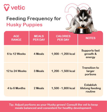 The image is an informational chart from Vetic about the feeding frequency for Husky puppies. It includes a table with guidelines for feeding Husky puppies at different age ranges. The table is divided into columns for Age Range, Meals Per Day, Calories Per Day, and Notes. Feeding Guidelines for Husky Puppies: 6 to 12 Weeks: Meals Per Day: 4 Meals Calories Per Day: 1,000 - 1,200 kcal Notes: Supports fast growth and energy. 12 to 24 Weeks: Meals Per Day: 3 Meals Calories Per Day: 1,200 - 1,500 kcal Notes: Transition to larger portions. 4 to 6 Months: Meals Per Day: 2 Meals Calories Per Day: 1,500 - 1,800 kcal Notes: Establish lifelong feeding routine. At the bottom of the image, there is a helpful tip: "Tip: Adjust portions as your Husky grows! Consult the vet to keep meals balanced and consistent for healthy development."