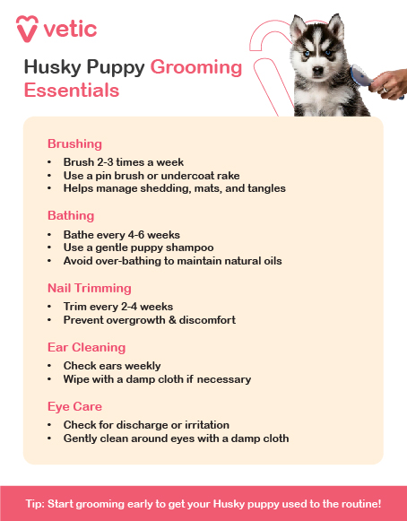 Grooming a Husky puppy is essential to keep them healthy and happy. Here are some key grooming essentials: Brushing Frequency: Brush 2-3 times a week. Tools: Use a pin brush or an undercoat rake. Purpose: Helps manage shedding, prevents mats and tangles. Bathing Frequency: Bathe every 4-6 weeks. Products: Use a gentle puppy shampoo. Tips: Avoid over-bathing to maintain natural oils. Nail Trimming Frequency: Trim every 2-4 weeks. Tools: Use a dog nail clipper or grinder. Purpose: Prevents overgrowth and discomfort. Ear Cleaning Frequency: Check ears weekly and clean if necessary. Tools: Use a damp cloth or ear cleaning solution. Purpose: Prevents infections and keeps ears healthy. Eye Care Frequency: Check for discharge or irritation regularly. Tools: Gently clean around the eyes with a damp cloth. Purpose: Keeps eyes clean and free from irritation. Teeth Cleaning Frequency: Brush teeth daily or 3 times a week. Tools: Use a dog toothbrush and toothpaste. Purpose: Maintains oral health and prevents dental issues. Additional Tips Start Early: Begin grooming routines when your puppy is young to get them used to the process. Positive Reinforcement: Reward your puppy with treats and praise to make grooming a positive experience.