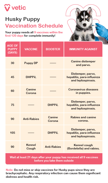 The image is a vaccination schedule for Husky puppies provided by "vetic." It outlines the necessary vaccines and their schedule to ensure complete immunity within the first 120 days of a puppy's life. The schedule includes the age of the puppy in days, the type of vaccine, the booster requirement, and the diseases the vaccine provides immunity against. There is also a note emphasizing the importance of not missing or skipping vaccines for Husky puppies due to their brachycephalic nature, which makes them more susceptible to respiratory infections. Husky puppies need a total of nine vaccines within the first 120 days to ensure complete immunity. The schedule is as follows: At 30 days old, the puppy should receive the Puppy DP vaccine. This vaccine provides immunity against canine distemper and parvo. At 45 days old, the puppy should receive the DHPPiL vaccine. This vaccine protects against distemper, parvo, hepatitis, para-influenza, and leptospirosis. At 60 days old, the puppy should receive the Canine Corona vaccine, which protects against coronavirus diseases in puppies. At 75 days old, the puppy should receive another dose of the DHPPiL vaccine to reinforce immunity against distemper, parvo, hepatitis, para-influenza, and leptospirosis. At 90 days old, the puppy should receive the Anti-Rabies vaccine and another dose of the Canine Corona vaccine. These vaccines provide protection against rabies and coronavirus diseases in puppies. At 105 days old, the puppy should receive an additional dose of the DHPPiL vaccine to further strengthen immunity against distemper, parvo, hepatitis, para-influenza, and leptospirosis. At 120 days old, the puppy should receive the Kennel Cough vaccine and another dose of the Anti-Rabies vaccine. These vaccines protect against kennel cough (Bordetella) and rabies. It is essential not to miss or skip any of these vaccines for Husky puppies, as they are brachycephalic and more prone to respiratory infections. Waiting at least 21 days after the puppy has received all nine vaccines before taking them outside is recommended.