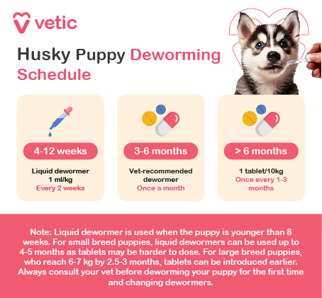 The image is an informational graphic from Vetic about the deworming schedule for Husky puppies. It provides a timeline and dosage recommendations for deworming puppies at different ages. The schedule is divided into three age groups: 4-12 Weeks: Liquid Dewormer: Dosage: 1 ml/kg Frequency: Every 2 weeks 3-6 Months: Vet-Recommended Dewormer: Frequency: Once a month Over 6 Months: Tablet Dewormer: Dosage: 1 tablet per 10 kg Frequency: Once every 1-3 months There is also a note at the bottom of the image: "Note: Liquid dewormer is used when the puppy is younger than 8 weeks. For small breed puppies, liquid dewormers can be used up to 4-5 months as tablets may be harder to dose. For large breed puppies, who reach 6-7 kg by 2.5-3 months, tablets can be introduced earlier. Always consult your vet before deworming your puppy for the first time and changing dewormers."