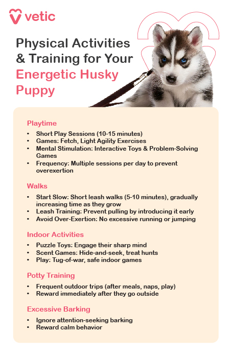 The image is an informational poster from Vetic about Physical Activities & Training for Your Energetic Husky Puppy. It features an image of a Husky puppy and provides detailed guidelines on various activities and training methods to ensure the healthy development of an energetic Husky puppy. Text on the Image: Vetic Physical Activities & Training for Your Energetic Husky Puppy Playtime: Short Play Sessions: 10-15 minutes Games: Fetch, Light Agility Exercises Mental Stimulation: Interactive Toys & Problem-Solving Games Frequency: Multiple sessions per day to prevent overexertion Walks: Start Slow: Short leash walks (5-10 minutes), gradually increasing time as they grow Leash Training: Prevent pulling by introducing it early Avoid Over-Exertion: No excessive running or jumping Indoor Activities: Puzzle Toys: Engage their sharp mind Scent Games: Hide-and-seek, treat hunts Play: Tug-of-war, safe indoor games Potty Training: Frequent Outdoor Trips: After meals, naps, play Reward: Immediately after they go outside Excessive Barking: Ignore: Attention-seeking barking Reward: Calm behavior This poster serves as a comprehensive guide to managing the energetic nature of Husky puppies through appropriate physical activities and training, ensuring they grow up to be well-behaved and healthy.