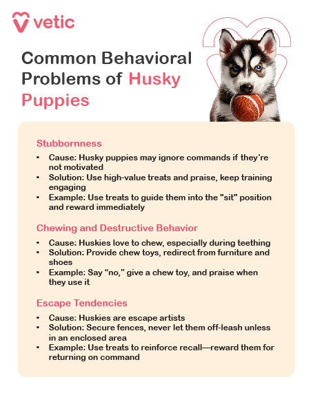 The image is an informational poster from Vetic about common behavioral problems of Husky puppies. It features a picture of a Husky puppy at the top, holding a ball in its mouth. Below the image, the poster lists three common behavioral problems along with their causes, solutions, and examples. Transcription of the text in the image: vetic Common Behavioral Problems of Husky Puppies Stubbornness: Cause: Husky puppies may ignore commands if they’re not motivated. Solution: Use high-value treats and praise, keep training engaging. Example: Use treats to guide them into the “sit” position and reward immediately. Chewing and Destructive Behavior: Cause: Huskies love to chew, especially during teething. Solution: Provide chew toys, redirect from furniture and shoes. Example: Say “no,” give a chew toy, and praise when they use it. Escape Tendencies: Cause: Huskies are escape artists. Solution: Secure fences, never let them off-leash unless in an enclosed area. Example: Use treats to reinforce recall—reward them for returning on command.