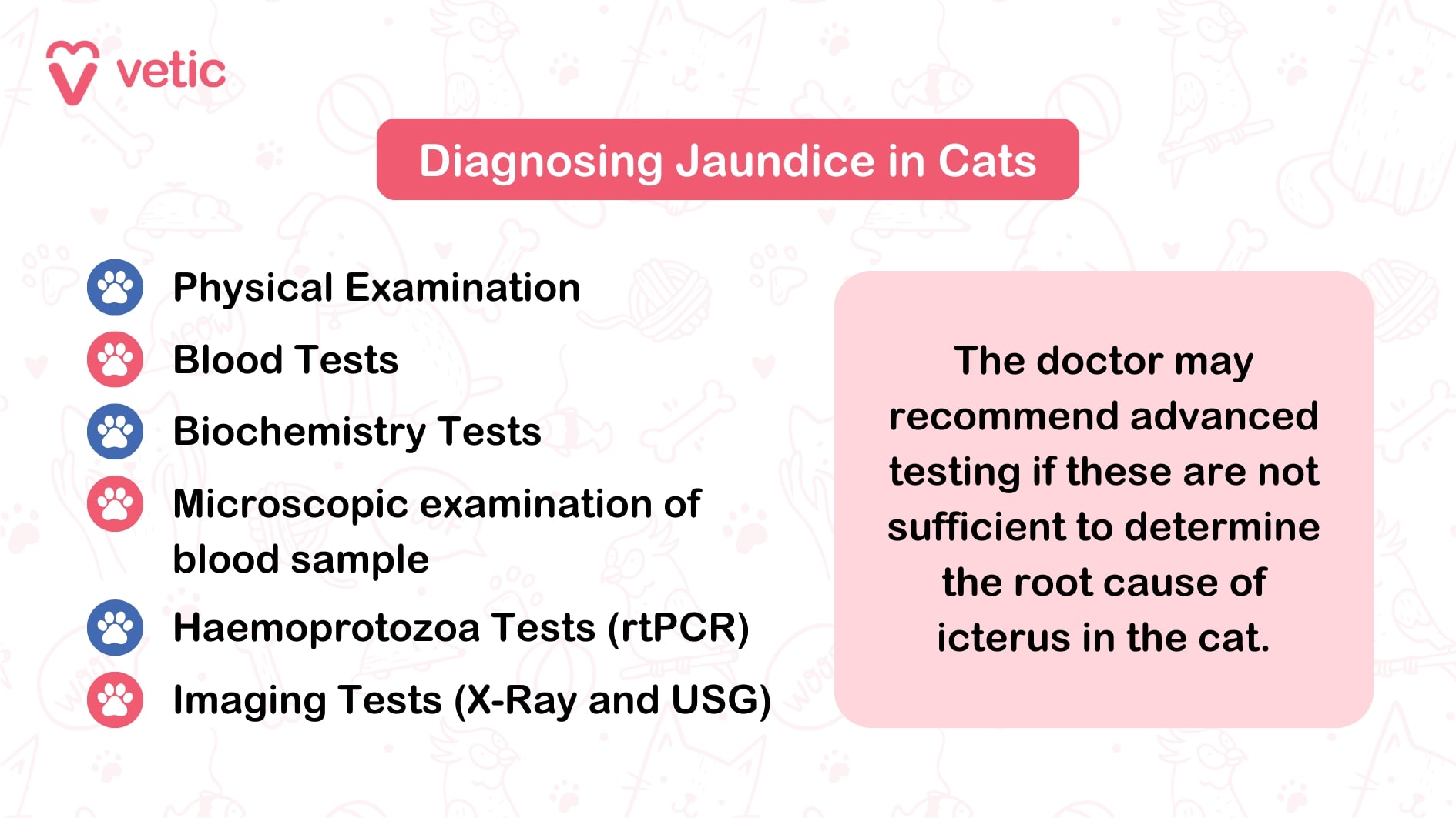 Image 1: An informational graphic from "Vetic" discussing the signs and symptoms of jaundice in cats. It lists the following symptoms: Yellow skin, gums, eyes Anorexia Nausea, vomiting Abdominal pain Increased thirst, urination Weight loss Dehydration Urine, stool color change Image 2: Another informational graphic from "Vetic" providing details on diagnosing jaundice in cats. It outlines various tests and examinations, including: Physical Examination Blood Tests Biochemistry Tests Microscopic examination of blood samples Haemoprotozoa Tests (rtPCR) Imaging Tests (X-Ray and USG) Additionally, it mentions that advanced testing may be recommended if these tests are insufficient to determine the root cause of jaundice.