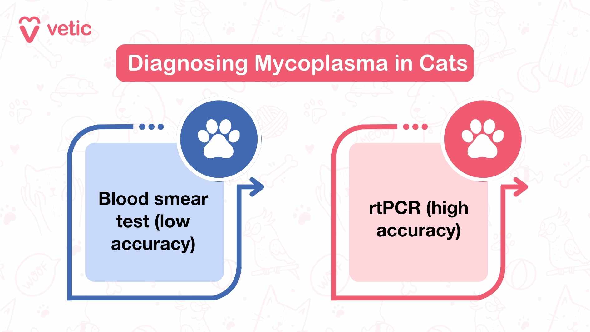 Diagnosing Mycoplasma in Cats The image is an informational graphic from "Vetic" comparing two diagnostic methods for Mycoplasma in cats: Blood smear test (low accuracy): This method is highlighted with a blue background and a paw print icon. It's noted for its lower accuracy. rtPCR (high accuracy): This method is featured with a pink background and a paw print icon. It's noted for its higher accuracy. The image features a red banner at the top with the text "Diagnosing Mycoplasma in Cats," and the background includes faint illustrations of various animals and pet-related items.