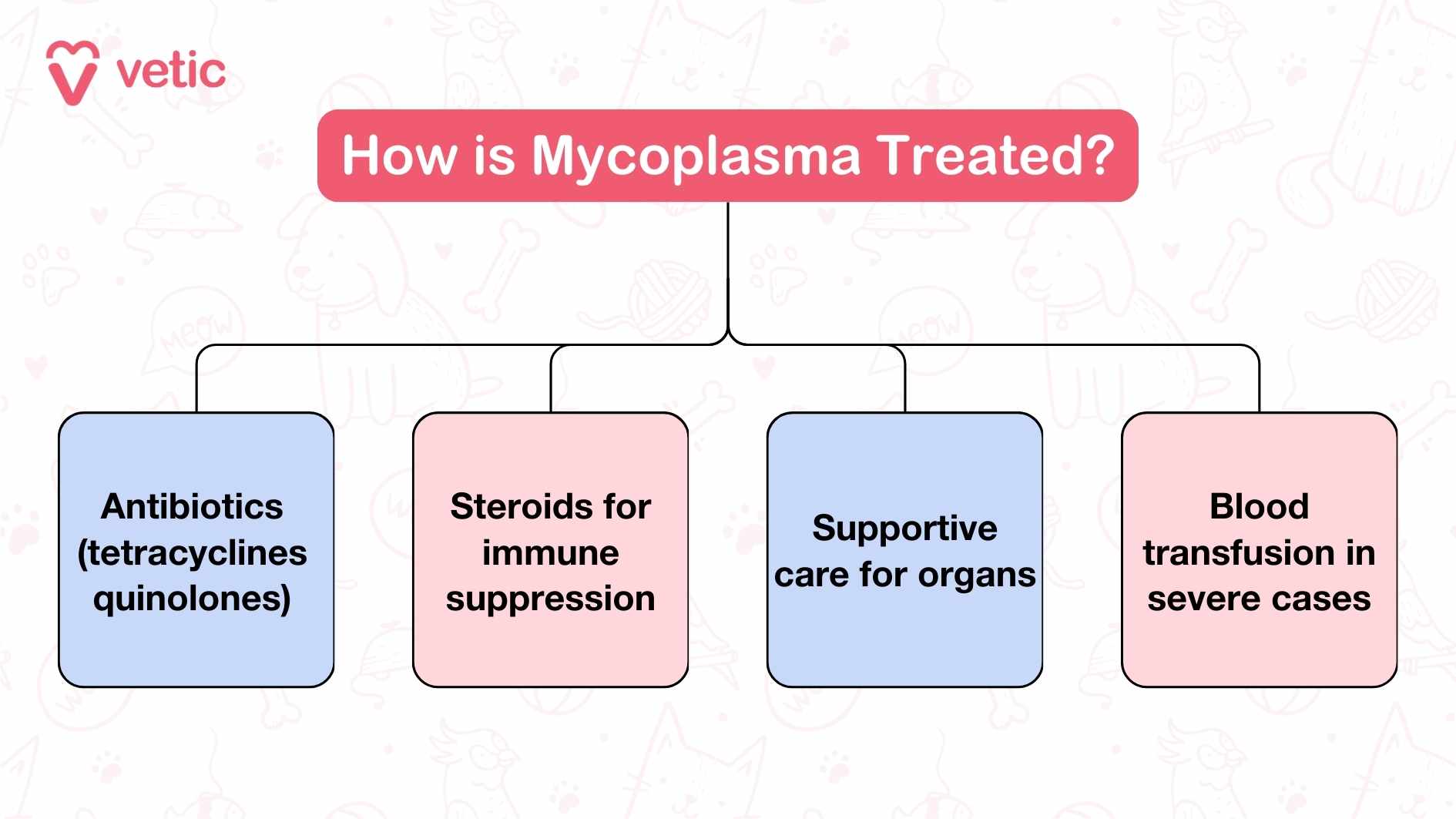 How is Mycoplasma Treated? This informational graphic, created by "vetic", provides a clear breakdown of the treatment options for Mycoplasma in cats. The main heading is "How is Mycoplasma Treated?" and the content is divided into four sections: Antibiotics (tetracyclines quinolones): Explains the use of antibiotics like tetracyclines and quinolones to treat the infection. Steroids for immune suppression: Details the role of steroids in suppressing the immune system to manage inflammation. Supportive care for organs: Emphasizes the importance of supportive care to protect the organs affected by the infection. Blood transfusion in severe cases: Highlights the use of blood transfusions for cats in severe conditions.