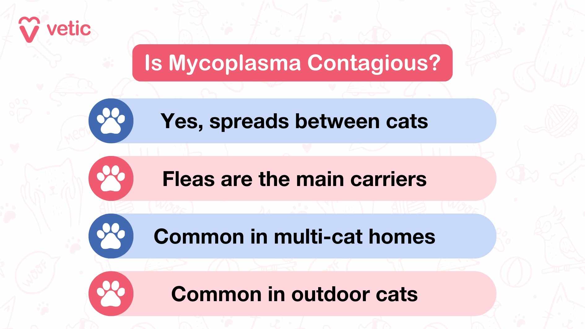 Is Mycoplasma Contagious? The image is an informational graphic from "vetic" about Mycoplasma in cats. It answers the question "Is Mycoplasma Contagious?" with the following points: Yes, spreads between cats. Fleas are the main carriers. Common in multi-cat homes. Common in outdoor cats. The image is designed with text in clear and readable fonts, and the background includes faint illustrations of cats and pet-related items.