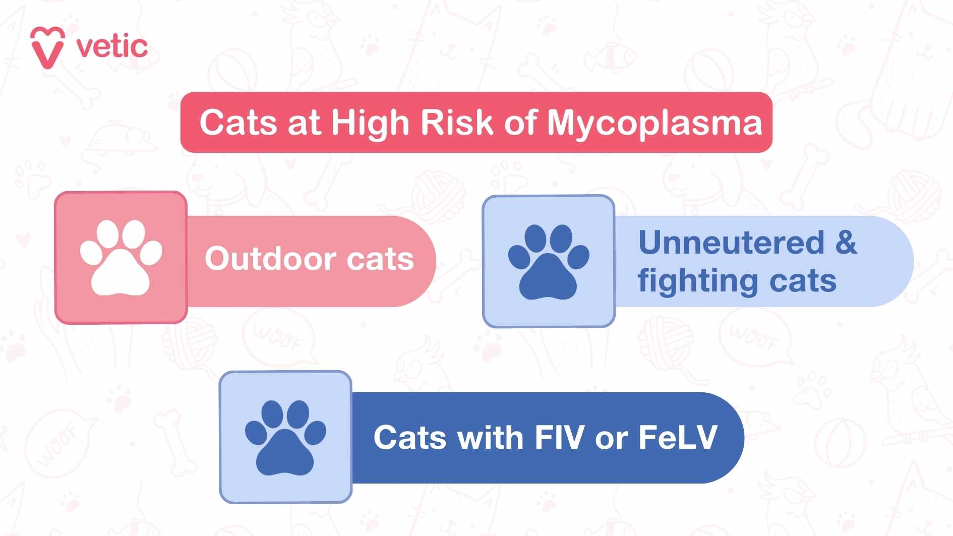 Cats at High Risk of Mycoplasma The image is an infographic from "Vetic" about cats at high risk of Mycoplasma. It highlights three categories of cats that are at high risk: Outdoor cats: Pictured with a cat icon and a green background. Unneutered & fighting cats: Pictured with a cat paw icon and an orange background. Cats with FIV or FeLV: Pictured with a medical cross icon and a red background. The image uses different colored boxes and paw print icons to distinguish each category. The background has a pattern of various pet-related illustrations.