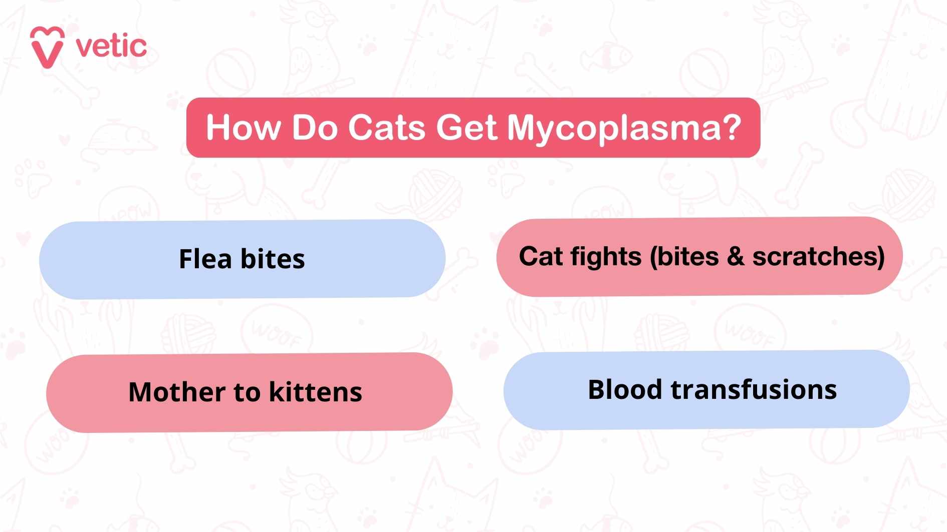 How Do Cats Get Mycoplasma? This image is an infographic from "Vetic" explaining the different ways cats can get Mycoplasma. It includes four key points: Flea bites Cat fights (bites & scratches) Mother to kittens Blood transfusions The graphic uses clear and concise language to inform cat owners about the various transmission methods of Mycoplasma. The design is visually appealing, with icons representing each method of transmission.