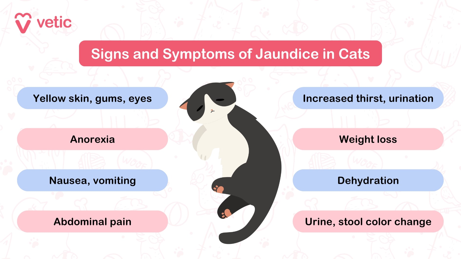 The image is an informational graphic from "Vetic" about the signs and symptoms of jaundice in cats. It features a cartoon illustration of a cat and lists various symptoms associated with jaundice in cats. The symptoms are divided into two columns with different background colors for each symptom. The symptoms listed are: Yellow skin, gums, eyes Anorexia Nausea, vomiting Abdominal pain Increased thirst, urination Weight loss Dehydration Urine, stool color change