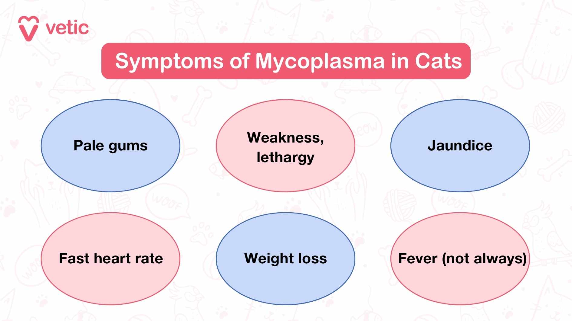 Symptoms of Mycoplasma in Cats This is an informational graphic from "Vetic" listing the symptoms of Mycoplasma in cats. The title "Symptoms of Mycoplasma in Cats" is prominently displayed in a red banner at the top. Below the title, there are six oval-shaped sections, each containing a different symptom. The symptoms listed are: Pale gums Weakness, lethargy Jaundice Fast heart rate Weight loss Fever (not always)