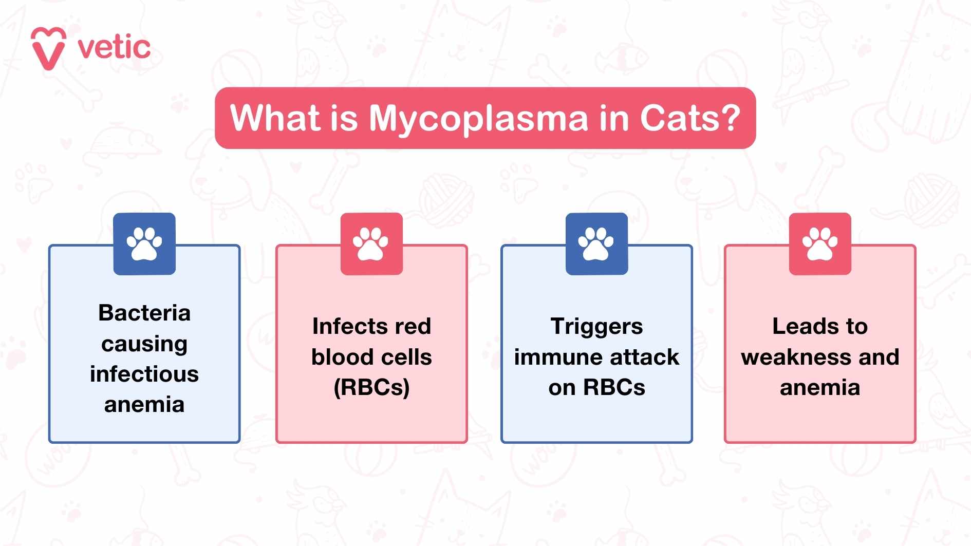 Mycoplasma in Cats This is an informational graphic from "Vetic" explaining what Mycoplasma is in cats. The graphic includes four main points about Mycoplasma: Bacteria causing infectious anemia. Infects red blood cells (RBCs). Triggers immune attack on RBCs. Leads to weakness and anemia.