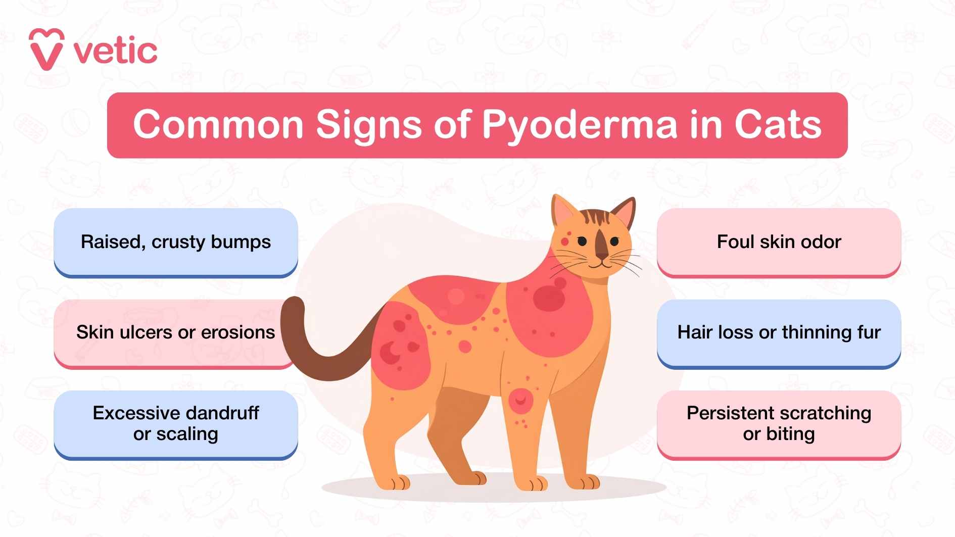 what are the common signs of bacterial skin infections in cats? let's find out with this informative gaphic - it features an orange coloured cat with angry red patches. The title says, common signs of pyoderma in cats. these signs include Raised, crusty bumps Skin ulcers or erosions Excessive dandruff or scaling Foul skin odor Hair loss or thinning fur Persistent scratching or biting