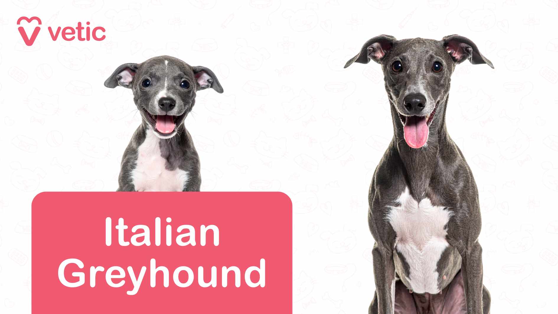 two Italian Greyhounds, both displaying their elegant, slender build and sleek coats. Their gaze is forward, exuding an air of intelligence and alertness. Their long legs and streamlined physique highlight their athletic yet graceful nature. The background features a soft pattern of pet-related icons, subtly reinforcing a theme of companionship and care. In the top left corner, the "Vetic" logo and branding appear, while at the bottom of the image, a red banner prominently labels the breed as "Italian Greyhound". This image highlights Italian Greyhounds as dog breeds suitable for Indian apartments, emphasizing their small size, affectionate temperament, and adaptability to indoor living - making them a great choice for urban pet owners.