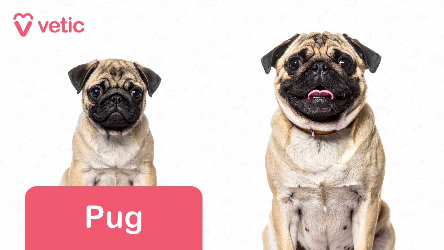 The Pug on the right is clearly visible, sitting upright with a tan coat and dark facial markings, looking content as its tongue slightly peeks out. Meanwhile, the Pug on the left is partially obscured but still recognizable with similar charming features. The background is a simple white canvas, delicately adorned with subtle pet-themed outlines—bones, paw prints, and more, adding a playful touch. In the top left corner, the "Vetic" logo stands out in pink beside a heart-shaped icon, creating a branded aesthetic. At the bottom left corner, a pink label with white text prominently identifies the breed as "Pug". This image highlights Pugs as dog breeds suitable for Indian apartments, owing to their small size, affectionate nature, and relatively low exercise needs, making them a fantastic choice for apartment living.