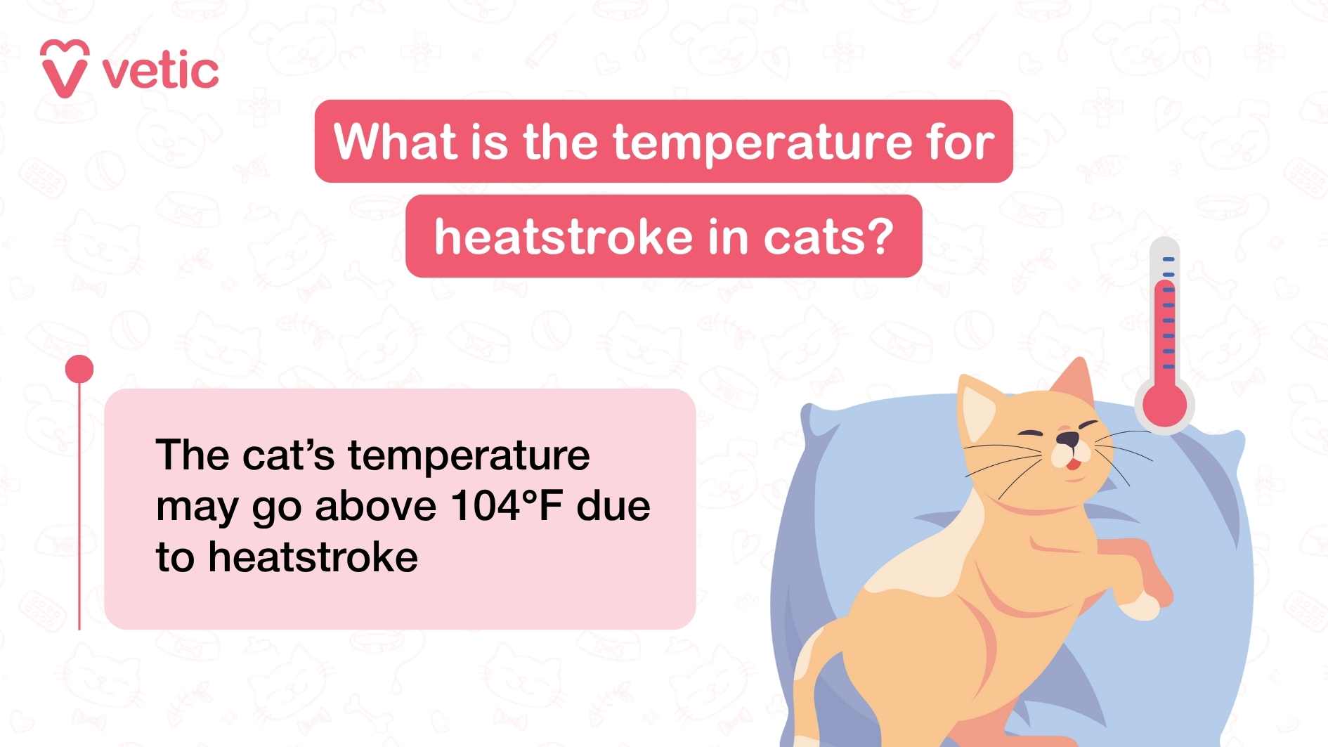 Informative graphic by Vetic on what is the temperature for heatstroke in cats?