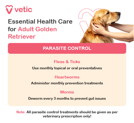 informational poster from Vetic that focuses on parasite control for adult Golden Retrievers. The poster features an image of a Golden Retriever being petted, reinforcing the importance of keeping pets healthy and free from parasites. The guide highlights three crucial aspects of parasite prevention. Firstly, it addresses fleas and ticks, recommending monthly topical or oral preventatives to effectively control infestations. Regular check-ups and preventive treatments help ensure that these parasites do not pose a threat to the dog's health. Secondly, it emphasizes heartworm prevention, advising pet owners to administer monthly prevention treatments as prescribed by a veterinarian. Since heartworms can cause severe health complications, consistent preventive care is essential. Lastly, the poster stresses worm control, recommending deworming every three months to eliminate common intestinal parasites that can affect digestion and overall well-being. A critical reminder in the infographic is that all parasite control treatments should be administered strictly as per veterinary prescription. Consulting a vet ensures that the dog receives safe and effective parasite protection tailored to its specific health needs.