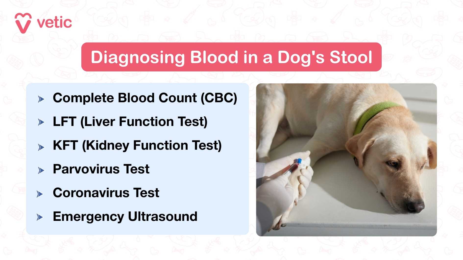 The image titled “Diagnosing Blood in a Dog's Stool” uses a straightforward medical layout to communicate six diagnostic steps, including CBC, LFT, KFT, and specific viral tests for parvovirus and coronavirus, along with emergency ultrasound. Each test name is clearly listed in a simple font that aids quick comprehension. Visually anchoring the information is a photograph of a dog lying down with a green collar while a veterinarian's gloved hand administers an injection or performs a blood draw.