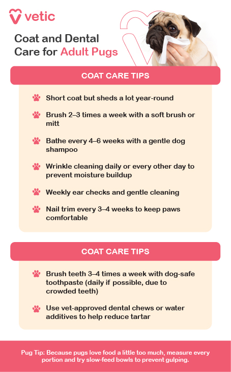 “Coat and Dental Care for Adult Pugs”, offers a dual-focus guide to maintaining hygiene and comfort in adult pugs. The layout is split into two sections—Coat Care Tips and what should likely be titled Dental Care Tips (though both sections are labeled “Coat Care Tips” in the image). A photo of a pug in the top right corner adds warmth and relevance, reinforcing the message of breed-specific care. Coat Care Tips: Shedding: Pugs have short coats but shed heavily year-round. Brushing: 2–3 times a week with a soft brush or mitt to manage shedding and stimulate skin health. Bathing: Every 4–6 weeks using a gentle dog shampoo. Wrinkle Cleaning: Daily or every other day to prevent moisture buildup and infections. Ear Checks: Weekly cleaning with vet-approved solution. Nail Trimming: Every 3–4 weeks to maintain paw comfort and prevent posture issues. Dental Care Tips: Brushing: 3–4 times a week with dog-safe toothpaste; crowded teeth make tartar buildup more likely. Supplements: Vet-approved dental chews or water additives can help reduce plaque and freshen breath. Pug Tip at the Bottom: “Because pugs love food a little too much, measure every portion and try slow-feed bowls to prevent gulping.”