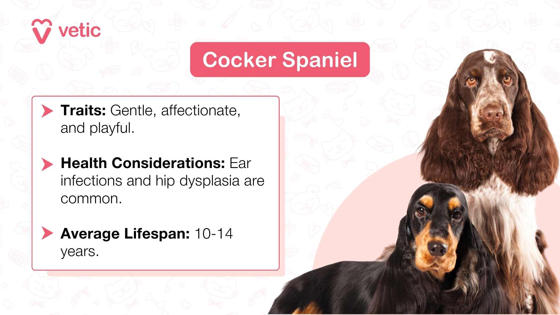 The image features two Cocker Spaniel dogs against a light blue background with faint paw print and bone patterns. On the left, there is a black Cocker Spaniel standing with its mouth open as if panting, and on the right, there is a golden-brown Cocker Spaniel sitting. Above the dogs, in bold letters, the text reads “Cocker Spaniel.” Below this heading are three bullet points providing information about the breed: “Traits: Gentle, affectionate, and playful,” “Health Considerations: Ear infections and hip dysplasia are common,” and “Average Lifespan: 10-14 years.” The bottom right corner features the logo of ‘vetic.’