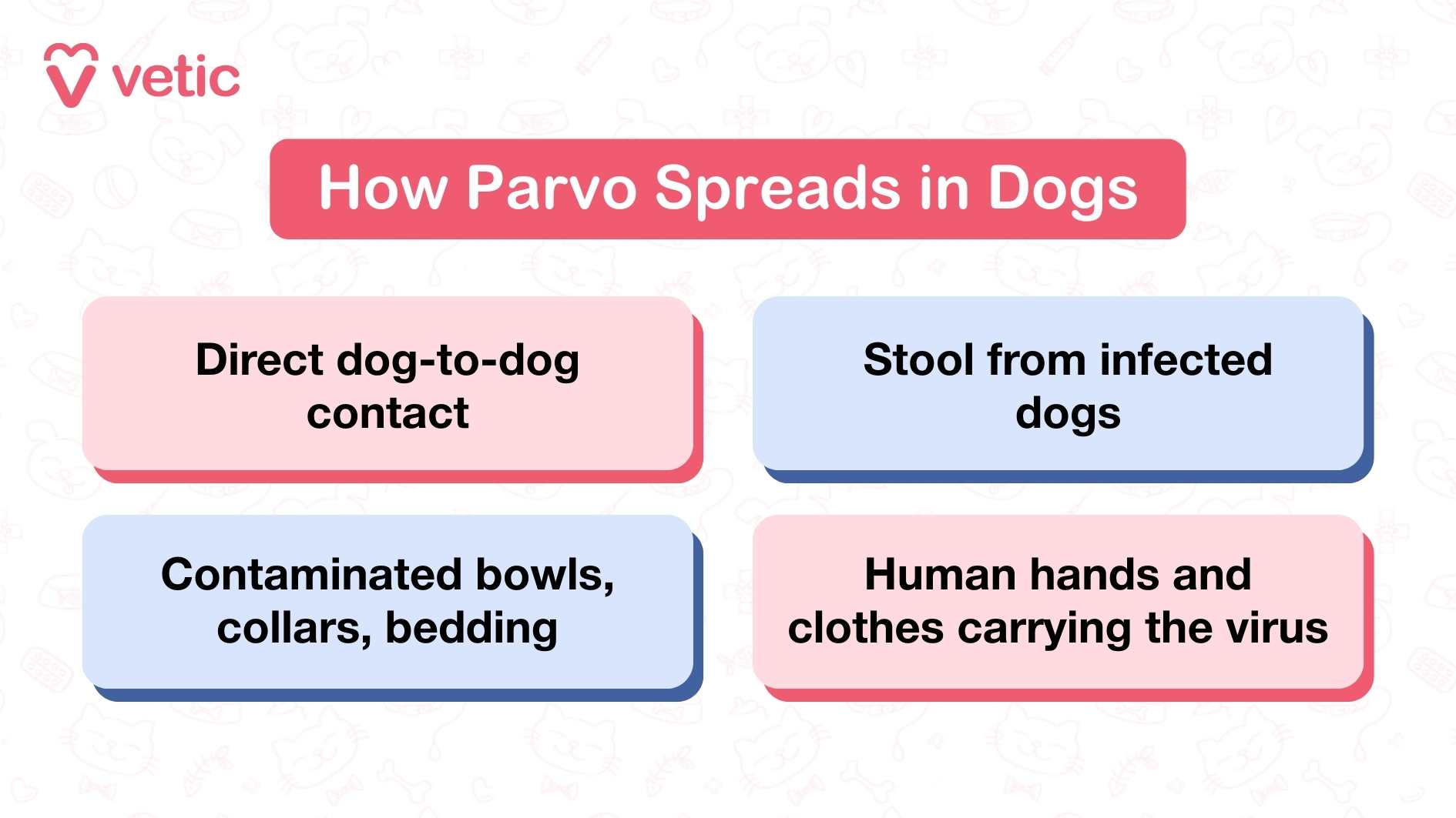 This Vetic infographic breaks down the transmission routes of Parvovirus in dogs with clarity and urgency. The title, set against a pink banner, immediately signals the importance of understanding how the virus spreads. Four colored boxes detail the main pathways: direct dog-to-dog contact, exposure to stool from infected dogs, contaminated objects like bowls, collars, and bedding, and even human hands and clothing that unknowingly carry the virus. The design emphasizes that Parvo is not just passed through obvious interactions—it can linger on surfaces and travel via caretakers, making it deceptively easy to spread. This reinforces the need for strict hygiene and isolation protocols, especially in multi-dog households or public spaces like parks and clinics.