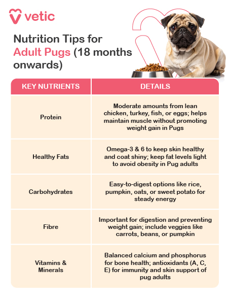 This informative chart from Vetic, titled “Nutrition Tips for Adult Pugs (18 months onwards),” features a healthy-looking adult pug seated beside a bowl of dog food—visually reinforcing the theme of balanced adult nutrition. The layout is organized into two columns: Key Nutrients and Details, offering clear, actionable guidance for pet parents. Key Nutrients | Details Protein Moderate levels from lean sources like chicken, turkey, fish, or eggs. Supports muscle maintenance without contributing to weight gain. Healthy Fats Includes Omega-3 and Omega-6 fatty acids. Promotes skin health and a shiny coat. Fat levels are kept light to prevent obesity. Carbohydrates Recommends easy-to-digest options such as rice, pumpkin, oats, or sweet potato. Provides steady energy without digestive strain. Fibre Important for digestion and weight management. Sources include carrots, beans, and pumpkin. Vitamins & Minerals Balanced calcium and phosphorus for bone health. Antioxidants like vitamins A, C, and E support immunity and skin function. This chart is designed to help pet parents maintain their adult pug’s health by preventing common issues such as obesity, poor coat condition, and digestive discomfort.
