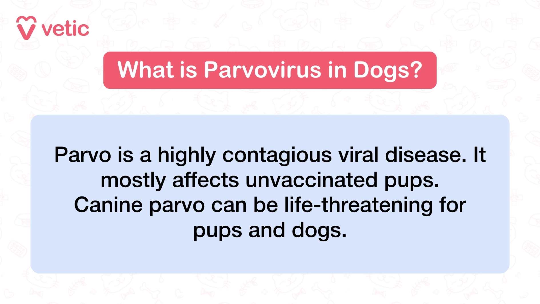 The infographic from Vetic introduces the topic of Parvo in dogs with a bold red header that immediately signals urgency. The central message explains that Parvo is a highly contagious viral disease, posing a serious threat especially to unvaccinated puppies. The tone is direct and cautionary, emphasizing that the virus can be life-threatening not just for young pups but for adult dogs as well. The visual design reinforces the gravity of the message, using strong color contrast and concise phrasing to ensure clarity and impact.