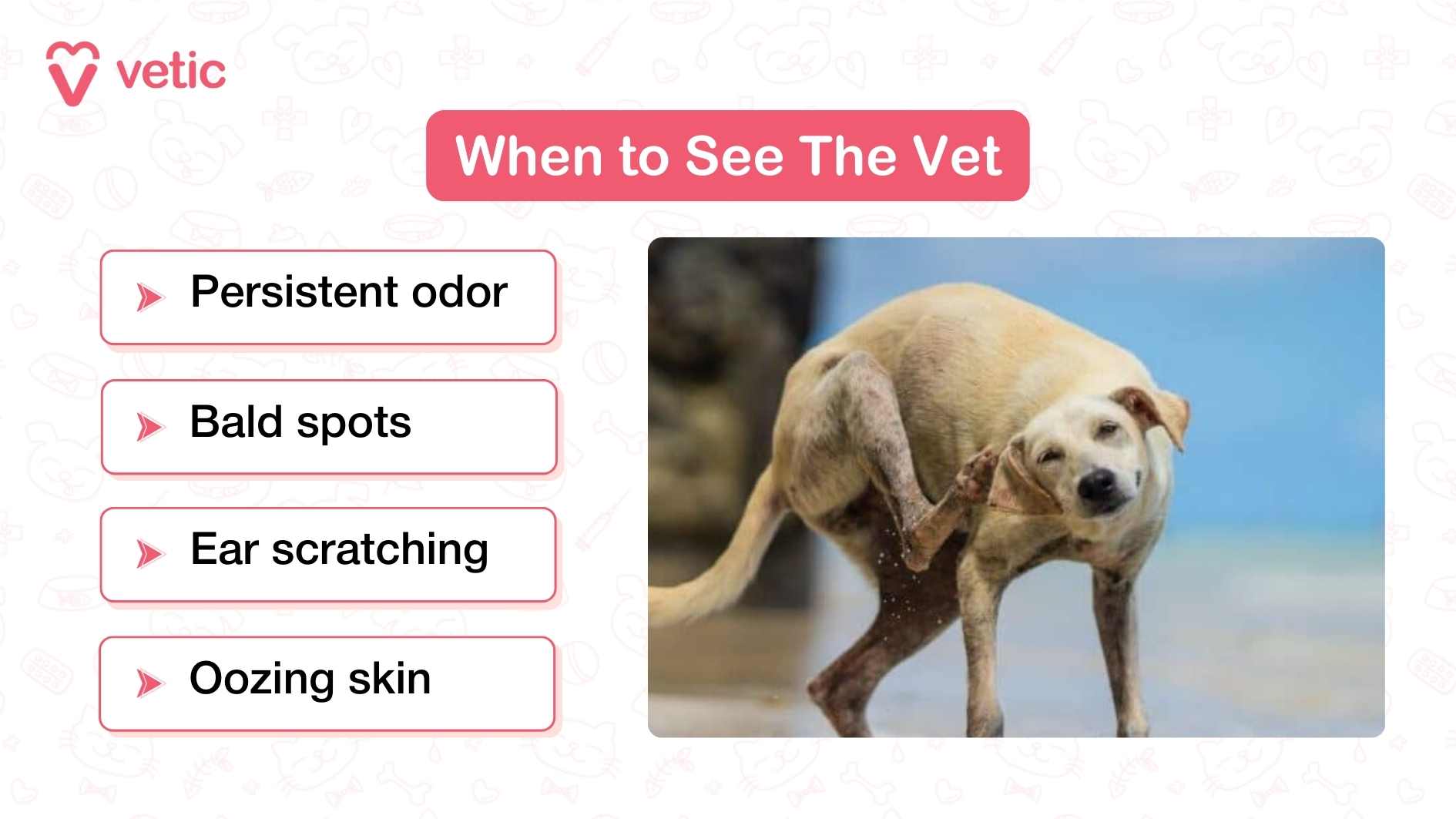 The infographic is titled “When to See The Vet” in bold white text inside a red banner at the top. On the left side, four rectangular boxes list warning signs that a dog needs veterinary attention: “Persistent odor,” “Bald spots,” “Ear scratching,” and “Oozing skin.” Each symptom is preceded by a small red arrow icon. On the right side of the image, there is a photograph of a light-colored dog scratching behind its ear with its hind leg. The dog’s eyes are half-closed as it scratches, emphasizing the discomfort. The “Vetic” branding appears in the top left corner. The background is clean with faint pet-related icons.