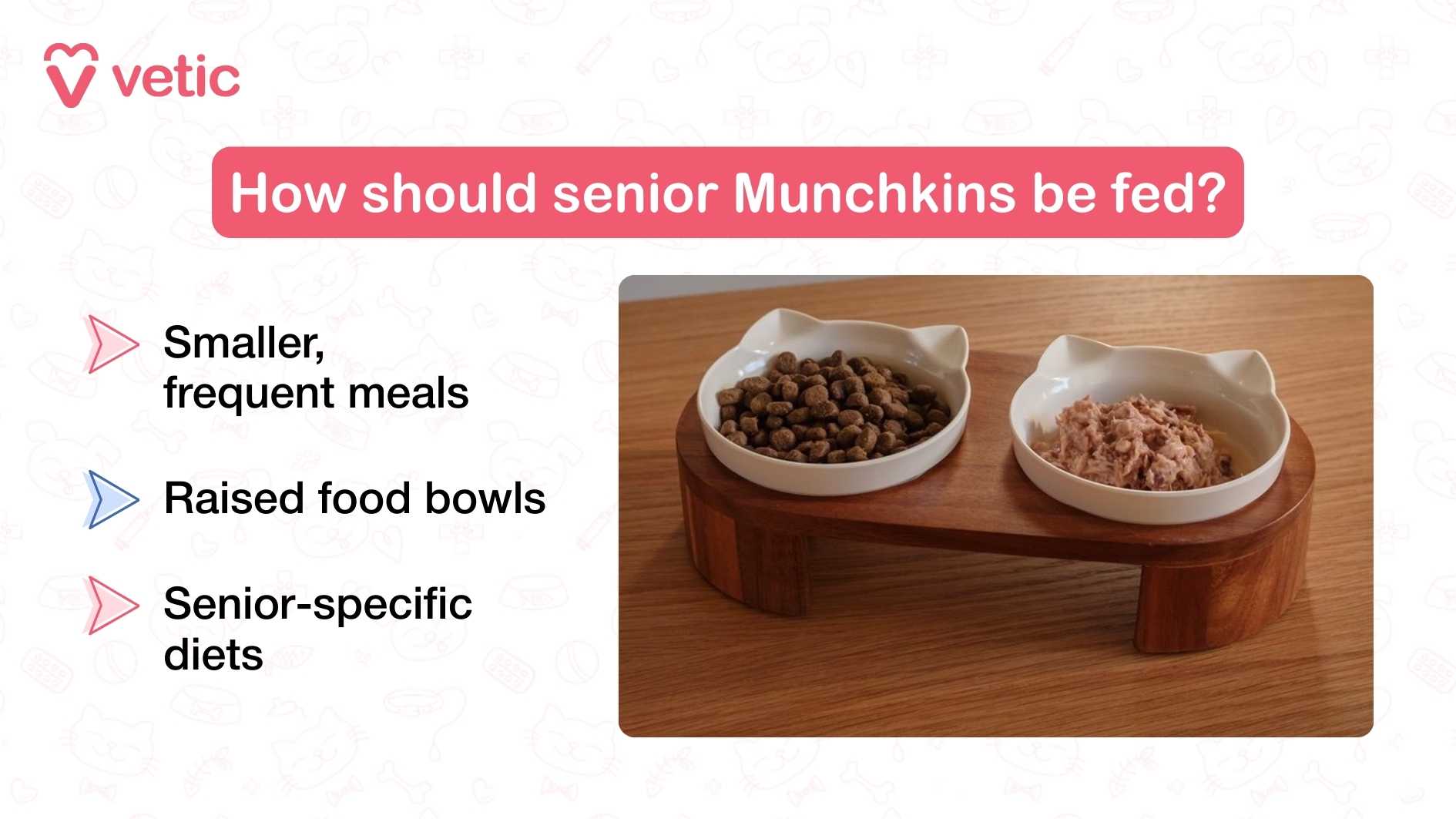 "How should senior Munchkins be fed?" Beneath the heading, three key recommendations are listed, each paired with a simple icon: Smaller, frequent meals – As Munchkin cats age, their metabolism and digestive efficiency change. Offering smaller portions more frequently helps reduce digestive strain and ensures steady energy levels throughout the day. Raised food bowls – Due to their short limbs and potential joint stiffness in older age, elevated bowls reduce neck and joint strain, making mealtimes more comfortable and accessible. Senior-specific diets – Nutritional formulations designed for senior cats typically include joint support, lower calories, and easily digestible ingredients. These diets help manage age-related issues like arthritis, kidney function, and weight control. To the right of the text, the image features two cat-shaped ceramic bowls placed on a raised wooden stand. One bowl contains dry kibble, and the other holds wet food, visually reinforcing the importance of variety and hydration in senior nutrition.