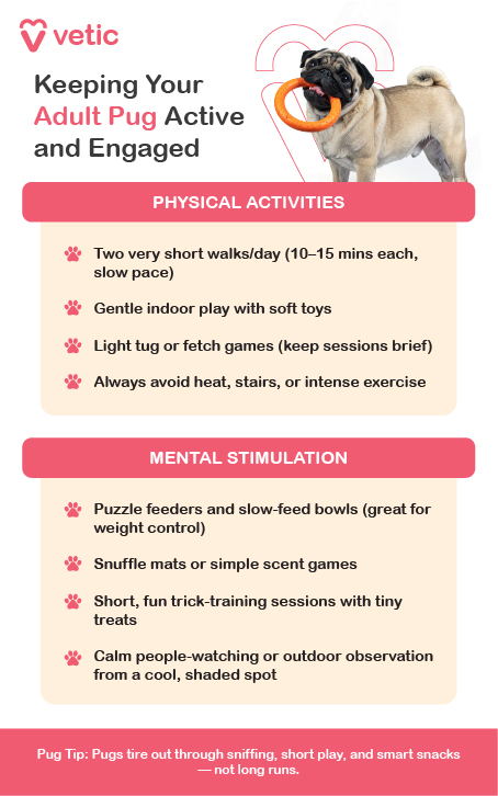 Adult pugs thrive on short bursts of movement and playful mental challenges. Their compact build and brachycephalic anatomy mean they tire easily, so the goal is gentle stimulation—not endurance. Physical activities should be brief and low-impact. Aim for two short walks each day, around 10 to 15 minutes each, at a slow and relaxed pace. Gentle indoor play with soft toys is ideal, and light games of tug or fetch can be fun as long as sessions stay brief. Always avoid stairs, jumping, or intense exercise, and never walk your pug in hot weather. Mental stimulation is just as important. Puzzle feeders and slow-feed bowls help control weight while keeping your pug mentally engaged. Snuffle mats and simple scent games tap into their natural foraging instincts. You can also introduce short, fun trick-training sessions using tiny treats—think “sit,” “paw,” or “spin.” Even calm people-watching from a shaded, comfy spot can be soothing and enriching.