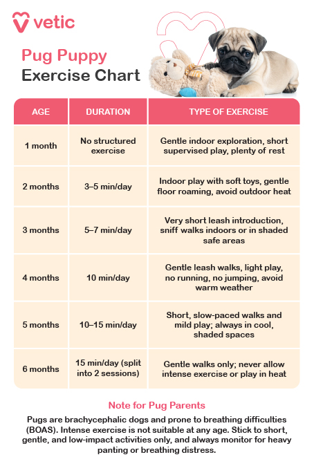 At 1 month of age, pug puppies should not be given any structured exercise. Instead, they benefit most from gentle indoor exploration, short supervised play sessions, and plenty of uninterrupted rest to support healthy development. By 2 months, you can introduce 3 to 5 minutes of light activity per day. This might include indoor play with soft toys and gentle roaming across safe floor surfaces. It's important to avoid outdoor heat at this stage, as pug puppies are highly sensitive to temperature. At 3 months, increase activity slightly to 5 to 7 minutes per day. You can begin very light leash introductions and allow your puppy to enjoy sniff walks indoors or in shaded, secure outdoor areas. Always monitor for signs of fatigue or overheating. When your pug reaches 4 months, aim for 7 to 10 minutes of gentle leash walks daily. Avoid any forced running or jumping, and continue to steer clear of warm weather conditions to protect their breathing. At 5 months, your puppy can handle 10 to 15 minutes of slow-paced walks and mild play, ideally in cool, shaded environments. Keep sessions calm and avoid overstimulation. By 6 months, your pug can enjoy up to 15 minutes of exercise per day, split into two short sessions. Stick to gentle walks only, and never allow activity in extreme weather or heat, as their brachycephalic anatomy makes them prone to breathing difficulties.