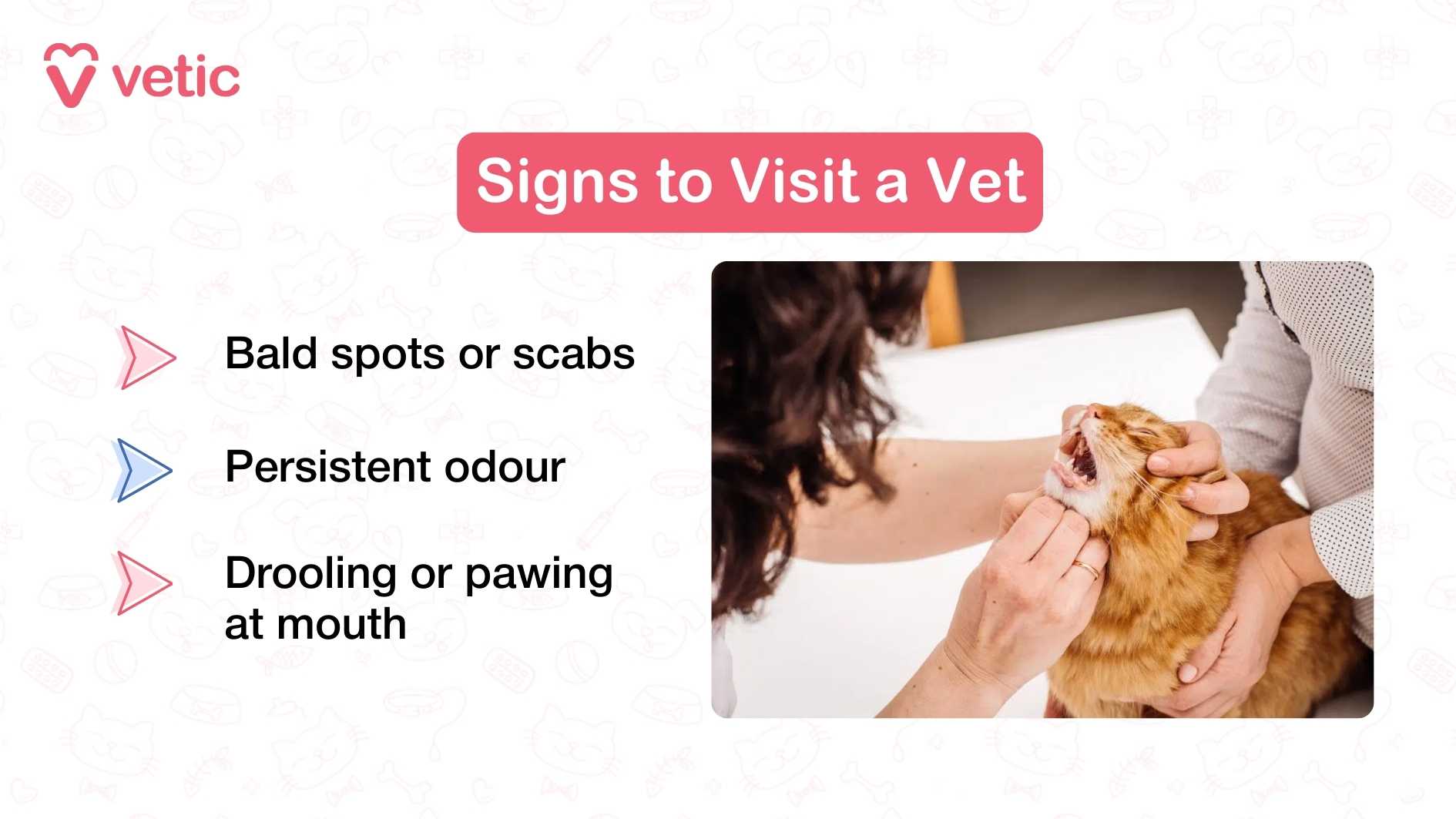 The image is a professionally designed infographic from "Vetic" that educates pet parents on specific signs indicating when a cat should be taken to the veterinarian. On the left side of the graphic, three key symptoms are listed with corresponding icons: “Bald spots or scabs,” “Persistent odour,” and “Drooling or pawing at mouth.” Each icon is simple and intuitive, helping viewers quickly associate the symptom with its visual cue. The right side features a high-resolution photograph of an orange tabby cat being gently examined by a person—likely a veterinarian—who is inspecting the cat’s mouth. The cat appears calm, and the close-up framing emphasizes the importance of oral health checks.
