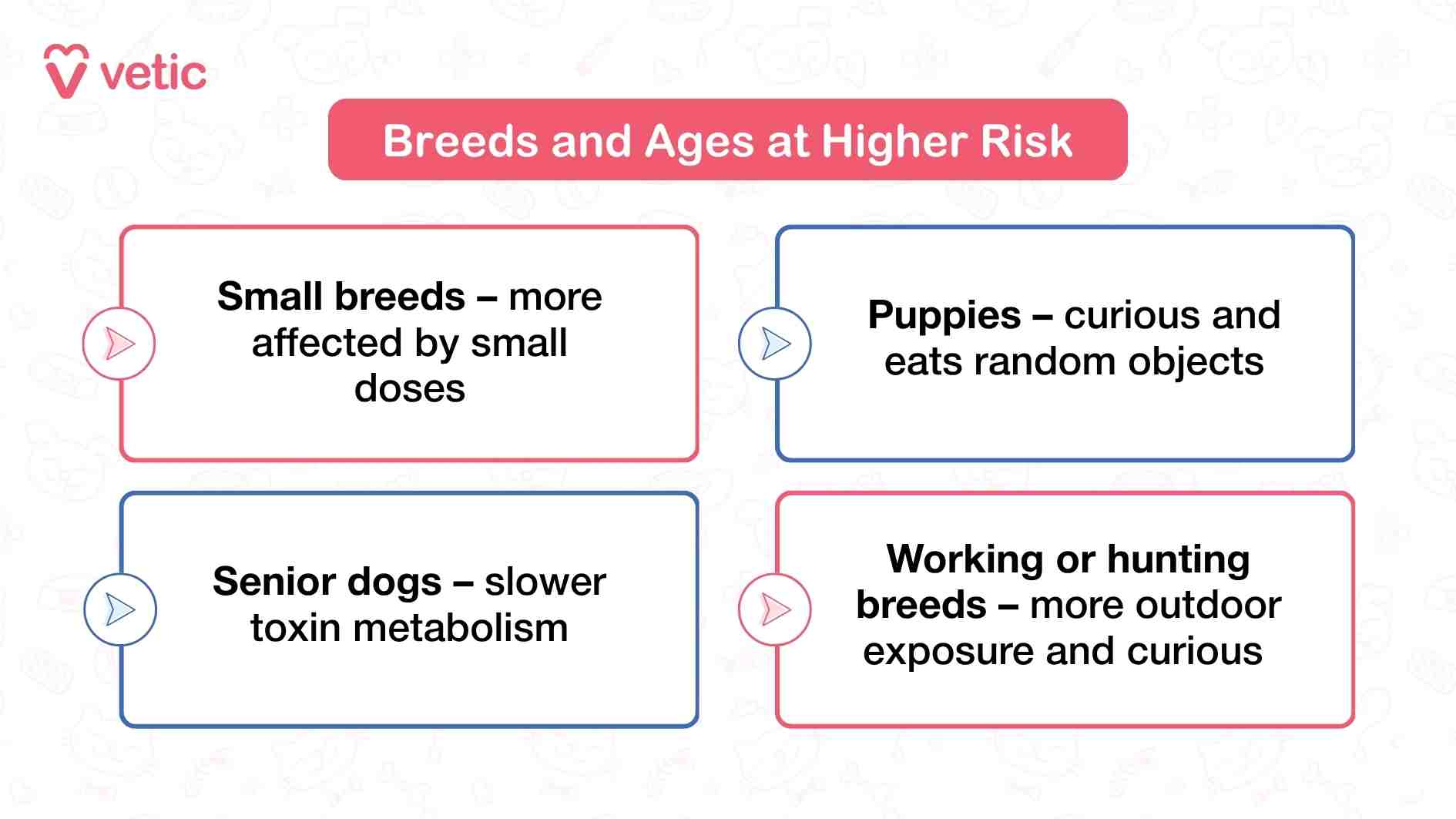 This infographic from Vetic titled “Dog Breeds and Age Groups at Higher Risk of Poisoning” offers a nuanced look at which dogs are more vulnerable to toxins and why. The layout is divided into four distinct sections, each highlighting a specific group: small breeds, puppies, senior dogs, and working or hunting breeds. Small breeds are flagged as high-risk because even tiny amounts of toxins can overwhelm their systems due to their lower body weight. Puppies are naturally curious and prone to chewing or ingesting random objects, making them frequent victims of accidental poisoning. Senior dogs are more susceptible because their metabolism slows with age, reducing their ability to process and eliminate harmful substances efficiently. Lastly, working and hunting breeds face increased exposure simply because they spend more time outdoors and are often drawn to unfamiliar scents and substances. The infographic’s structure and messaging emphasize that risk isn’t just about what a dog encounters—it’s also about who the dog is, making breed and age-specific vigilance essential.