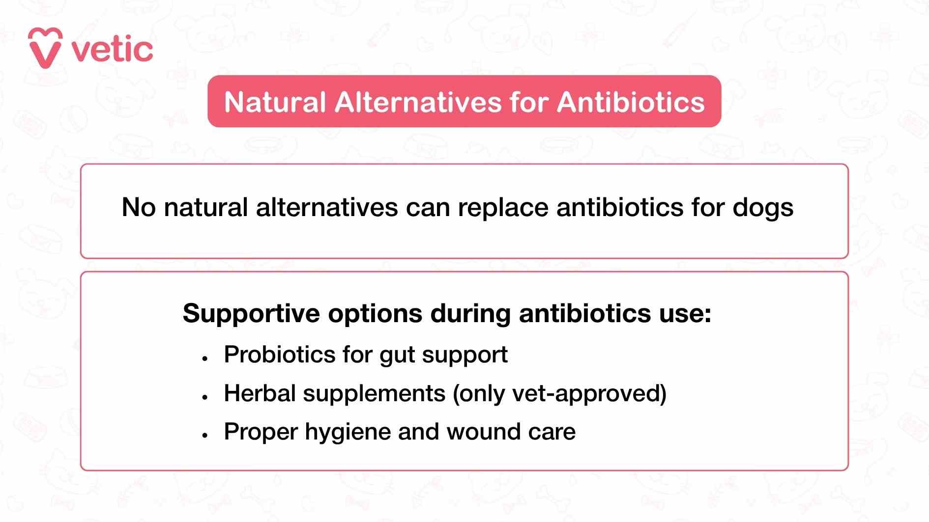 The graphic from Vetic addresses a common misconception among pet parents—that natural alternatives can substitute antibiotics in treating infections. The image is divided into two clear sections. The top portion delivers a firm statement: “No natural alternatives can replace antibiotics for dogs.” This line is intentionally direct, emphasizing that bacterial infections require targeted pharmaceutical intervention, and that relying solely on natural remedies can delay recovery or worsen the condition. Below this, the image shifts focus to supportive care options that can be used alongside antibiotics. Three suggestions are listed: probiotics for gut support, herbal supplements (only vet-approved), and proper hygiene and wound care. These additions are not curative but serve to enhance the dog’s resilience during treatment. Probiotics help restore the gut microbiome, which can be disrupted by antibiotics. Vet-approved herbal supplements may offer anti-inflammatory or immune-boosting benefits, but only under professional guidance to avoid interactions or toxicity. Proper hygiene and wound care are essential for preventing secondary infections and promoting healing, especially in cases involving skin injuries or surgical sites. The image uses a clean layout and minimal text to deliver a nuanced message: antibiotics are irreplaceable when needed, but thoughtful supportive care can improve outcomes. It encourages pet parents to avoid self-diagnosing or substituting treatments and instead work collaboratively with their veterinarian to ensure safe and effective recovery.