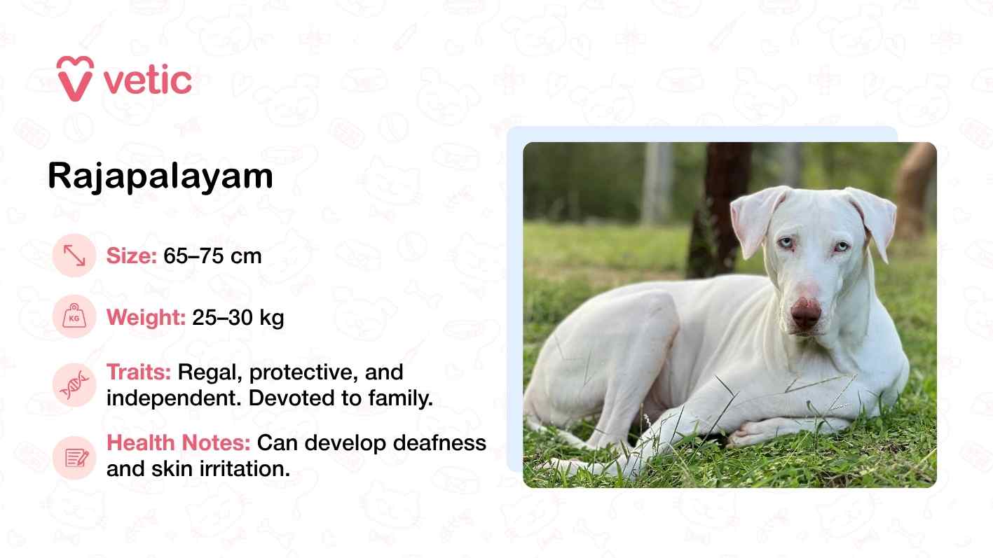 The image features a white Rajapalayam dog lying calmly on a grassy patch in an outdoor setting, its body relaxed yet alert. The dog’s regal posture and clean, muscular build reflect the breed’s proud and protective nature. The soft background pattern, adorned with pet-related icons, adds a gentle visual context that complements the breed’s dignified appearance. According to the text, the Rajapalayam stands between 65–75 cm tall and weighs 25–30 kg. It is described as independent and deeply devoted to its family, making it an ideal companion for Indian households. Health notes caution against potential issues like deafness and skin irritation, which are particularly relevant in warm, humid climates. The Vetic branding reinforces the image’s credibility and its role in promoting native breeds that thrive in India’s environment.