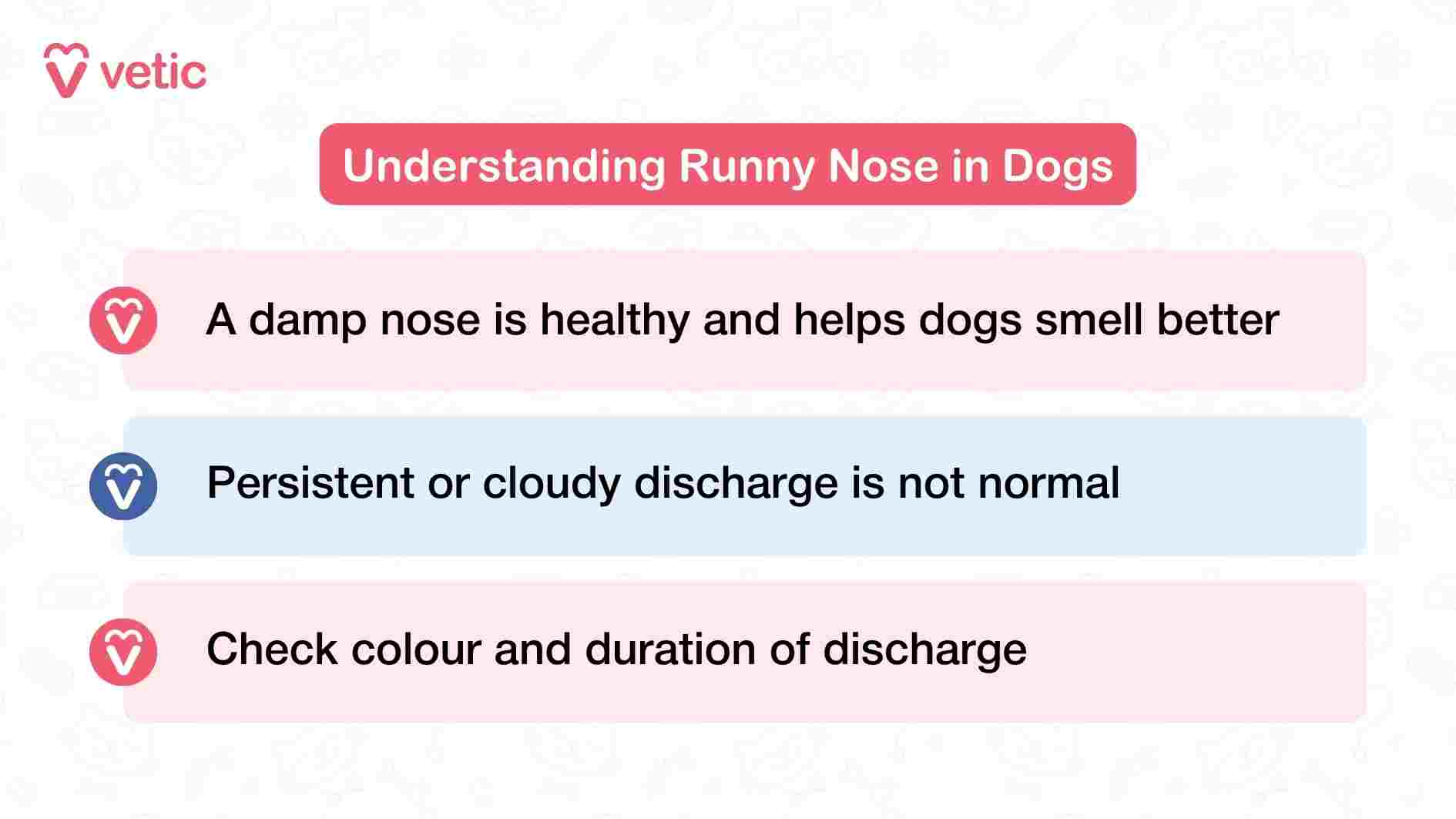 This Vetic infographic offers a quick yet informative breakdown of what pet parents should know about runny noses in dogs. The first point reassures that a damp nose is actually a sign of good health—it helps dogs enhance their sense of smell and regulate body temperature. However, the second point introduces a critical distinction: persistent or cloudy nasal discharge is not normal and may indicate infection, inflammation, or other underlying issues. The third point encourages pet parents to actively monitor both the color and duration of the discharge, as these clues can help differentiate between harmless moisture and a developing health concern. The visual design is clean and minimal, allowing each message to stand out clearly. Overall, the image serves as a gentle nudge for pet owners to stay observant and proactive when it comes to their dog’s nasal health.