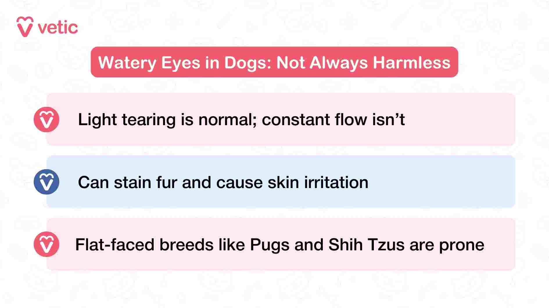 This Vetic infographic titled “Watery Eyes in Dogs: Not Always Harmless” delivers a succinct yet impactful message about a symptom many pet parents overlook. The first point clarifies that while occasional light tearing is normal, a constant flow of tears is not and may signal an underlying issue. The second point warns that excessive tearing can stain the fur and lead to skin irritation, especially around the eyes and muzzle—areas prone to moisture buildup. The third point draws attention to breed-specific vulnerability, noting that flat-faced dogs like Pugs and Shih Tzus are particularly prone to watery eyes due to their facial anatomy. The visual layout is clean and direct, using bold typography and minimal design elements to ensure clarity. This image serves as a gentle but firm reminder that even seemingly minor symptoms like watery eyes deserve attention, especially in breeds predisposed to ocular issues.