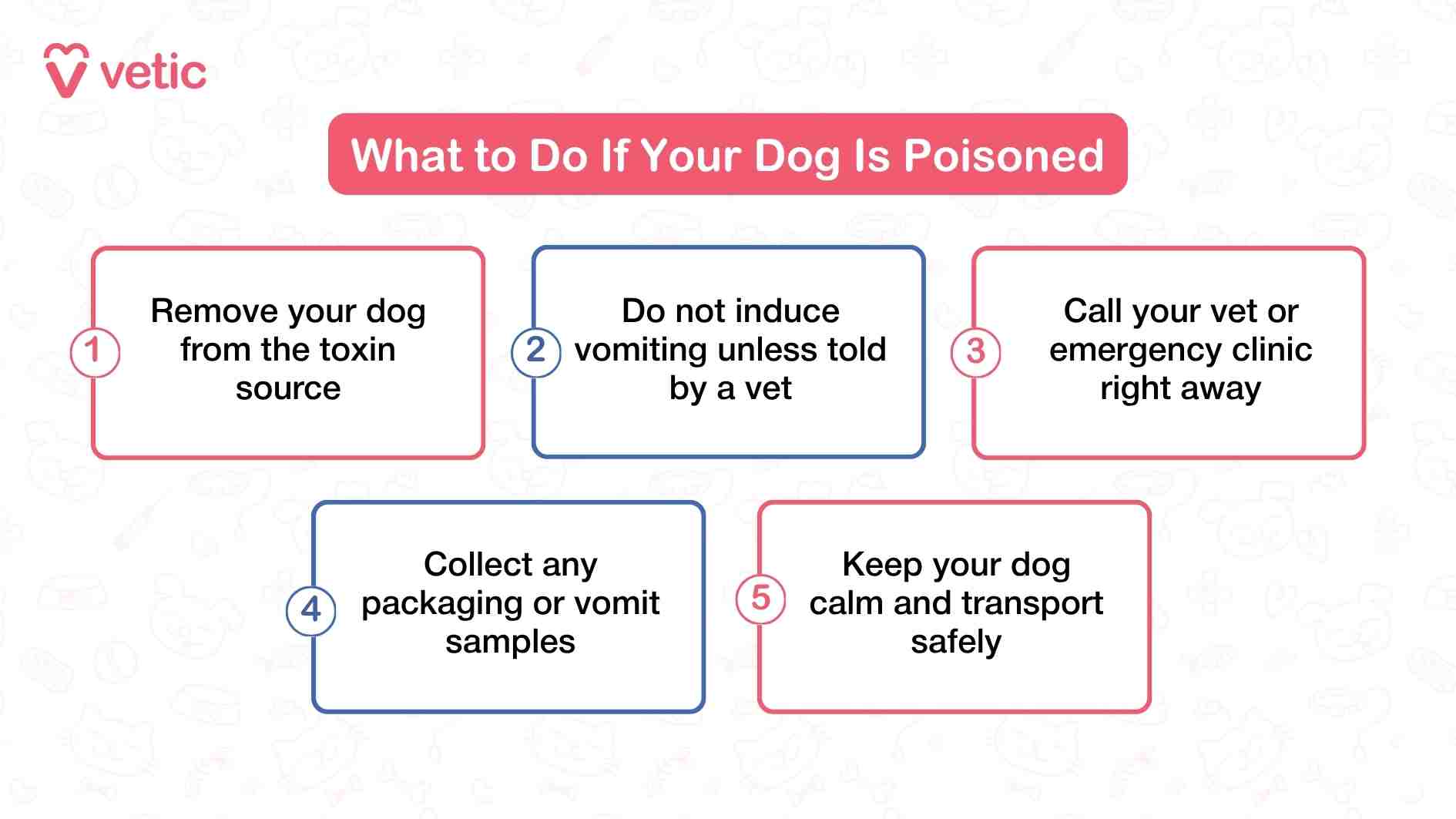 This infographic from Vetic titled “What to Do If Your Dog Is Poisoned” delivers a step-by-step emergency guide for pet parents facing a potentially life-threatening situation. The layout is clear and direct, with five distinct action points that prioritize safety, speed, and communication. The first instruction—removing the dog from the toxin source—emphasizes immediate environmental control to prevent further exposure. The second point cautions against inducing vomiting unless explicitly advised by a veterinarian, acknowledging that some substances can cause more harm if regurgitated. The third step urges pet parents to contact their vet or an emergency clinic right away, reinforcing that professional guidance is critical. The fourth instruction suggests collecting packaging or vomit samples, which can help the vet identify the toxin and tailor treatment. Finally, the infographic advises keeping the dog calm and transporting them safely, recognizing that stress and panic can worsen symptoms. Together, these steps form a practical, compassionate roadmap for handling poisoning incidents with urgency and care.